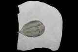 Dalmanites Trilobite Fossil - New York #99081-1